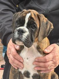 Cuccioli boxer