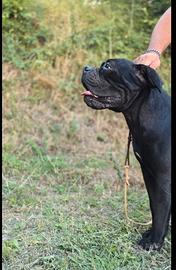 Splendida femmina cane corso 4 anni