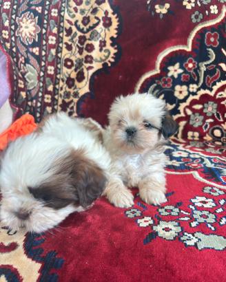 Cuccioli di Shih tzu