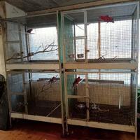 Voliera cubo per pappagalli