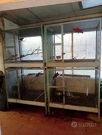 Voliera cubo per pappagalli