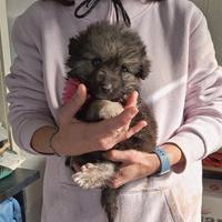 Piccola palla di pelo aspetta una famiglia