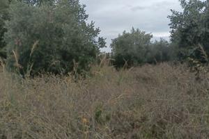 Terreno ad ortona rif. 211B