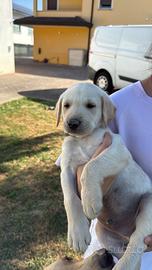 Cuccioli Labrador Retriver