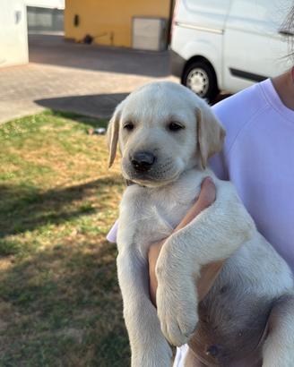 Cuccioli Labrador Retriver