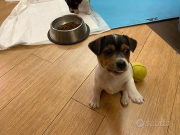 Cucciolo Jack Russell