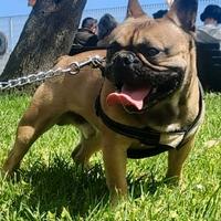 Bulldog francese per monta
