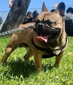 Bulldog francese per monta