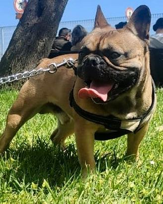 Bulldog francese per monta