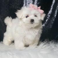 Cucciola di Maltese