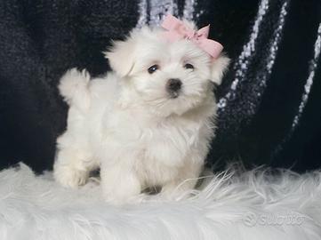 Cucciola di Maltese
