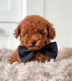 BARBONCINO TOY RED PUPPY - BARBONCINI poodle toy
