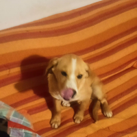 Cane maschio incrocio setter/volpino