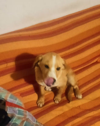 Cane maschio incrocio setter/volpino