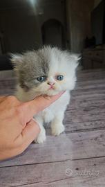 Gatto persiano gattina