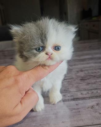 Gatto persiano gattina
