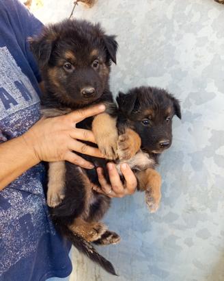 Cuccioli di pastore tedesco