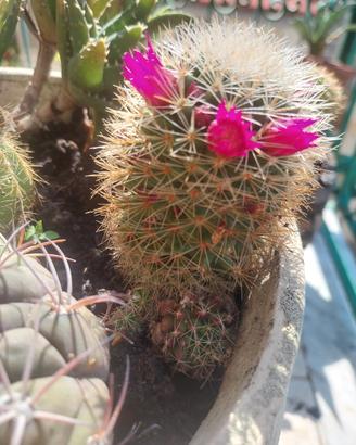 mix piante grasse e succulente