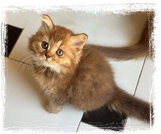 Gattina British Longhair