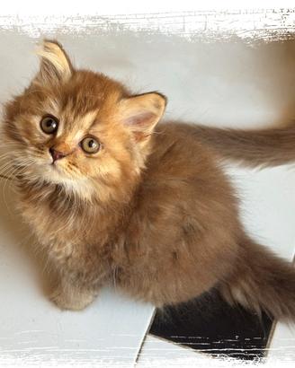 Gattina British Longhair