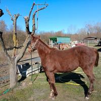 Puledro paint horse solid