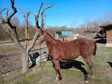 Puledro paint horse solid