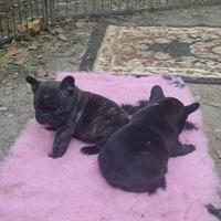 Buledogue francese