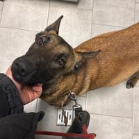 Cuccioli ? pastore belga malinois