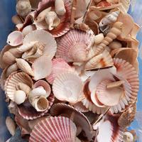 Conchiglie da decorazione
