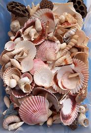 Conchiglie da decorazione