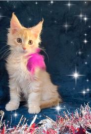 Gattino Maine Coone crema