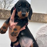 Cuccioli di bassotto