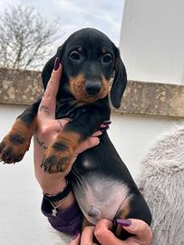 Cuccioli di bassotto
