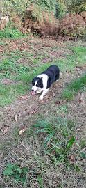 Border Collie per monta