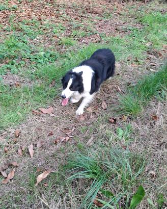 Border Collie per monta