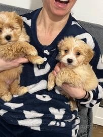 Cuccioli maltipoo