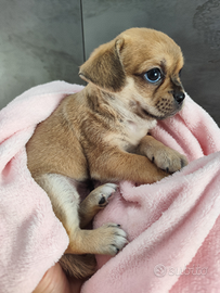 Cucciolo di chihuahua