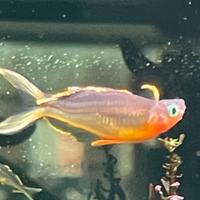 Pseudomugil furata o popondetta forcata