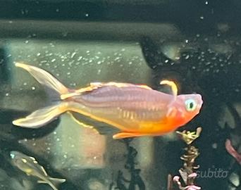 Pseudomugil furata o popondetta forcata