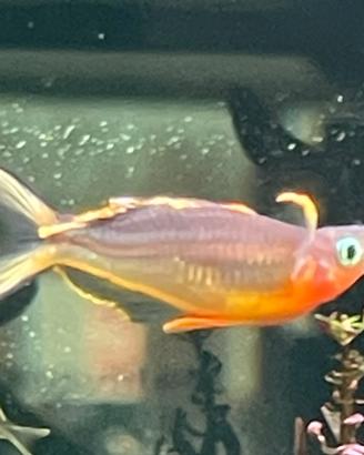 Pseudomugil furata o popondetta forcata