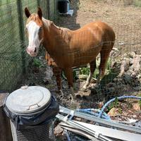 Cavallo quarter horse