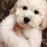 Barboncino Toy ADOZIONE ADULTA femmina champagne