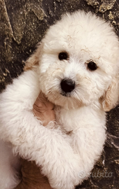 Barboncino Toy ADOZIONE ADULTA femmina champagne