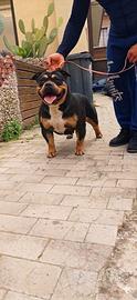 American bully