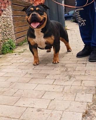 American bully