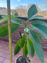 pianta di avocado