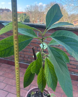 pianta di avocado