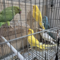 Parrocchetti dal collare
