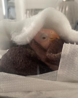 Pappagalli inseparabili allevati a mano (PA)