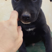 Incrocio Pitbull husky